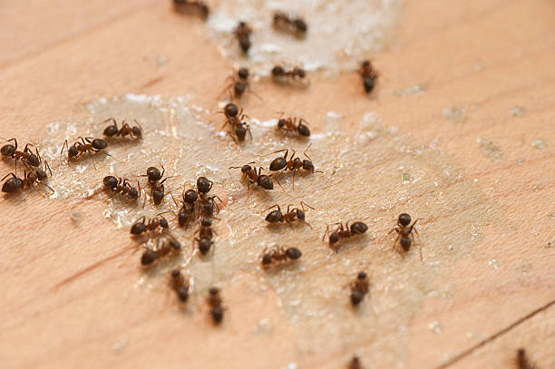 Best Pest Inspection Near Me  in Kittitas, WA